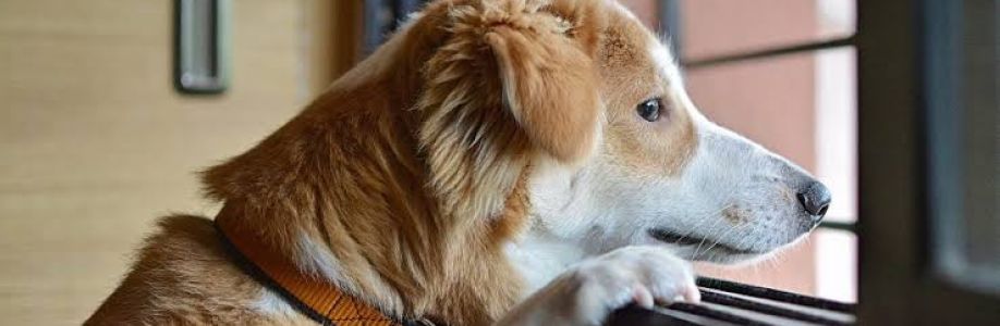 agileearlylearningau Cover Image