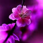 MaxwellMark Profile Picture