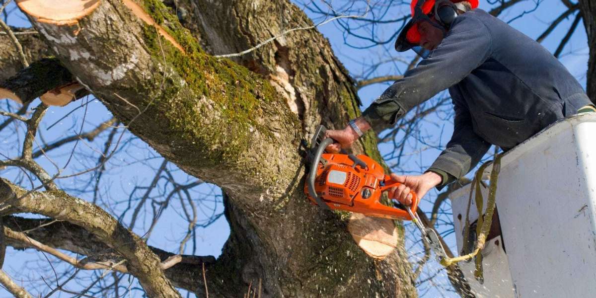 Hiring the Ideal Tree Service Company To Do The Job For You
