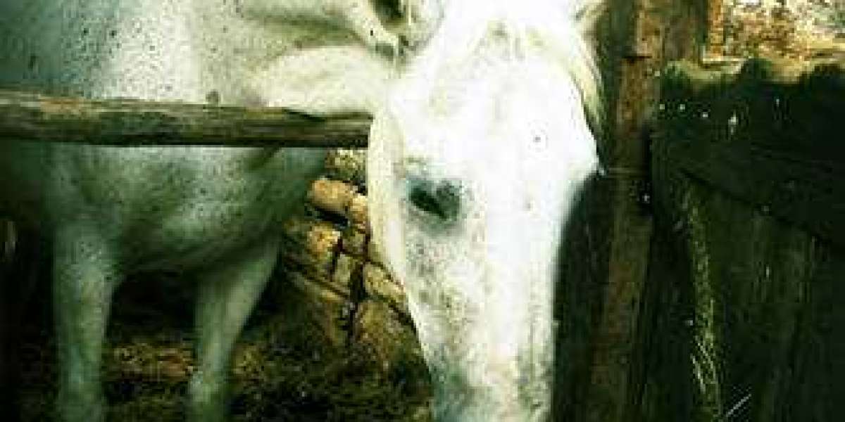 3 Takeaways towards Raptors' Blowout Reduction in the direction of Hornets