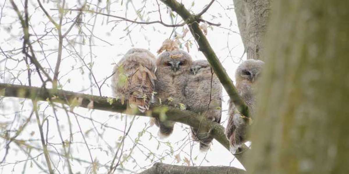 Ought to Jaylen Brown be the Celtics' Nearer?