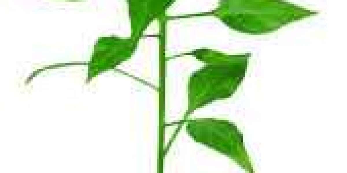 2021 Canucks Greatest 25 Below 25: Trapped at #2, how prolonged right until Quinn Hughes troubles for #1?