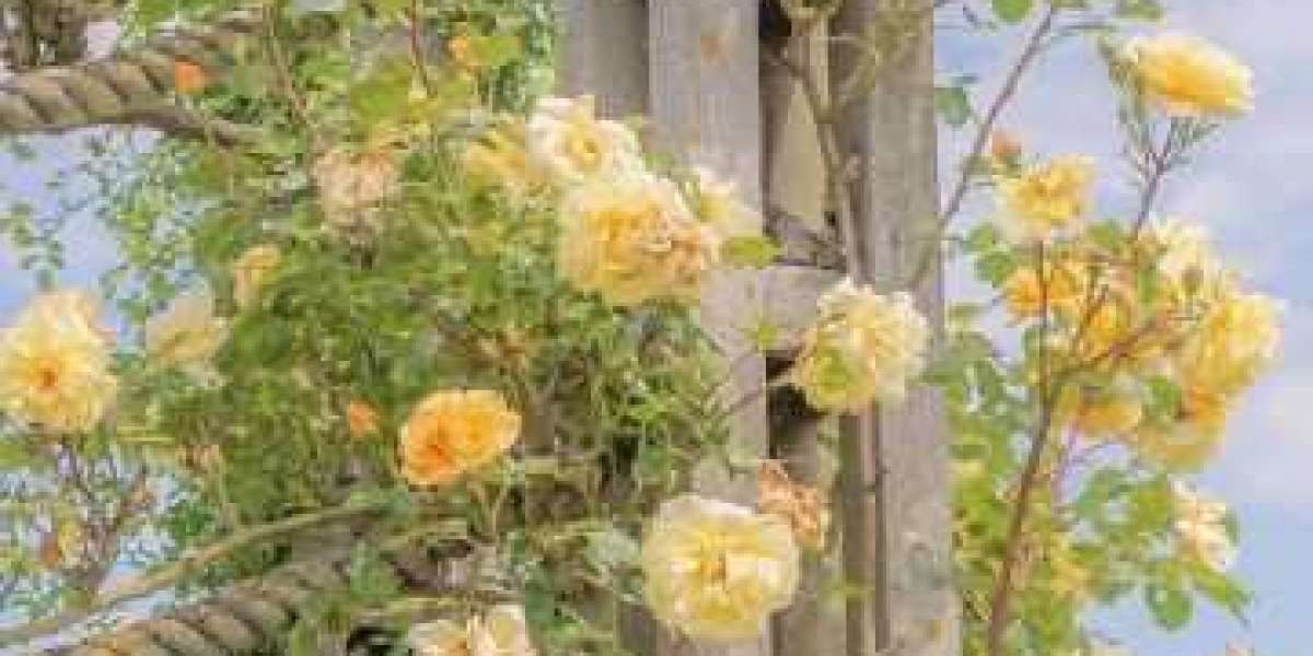 Tremendous Bowl LVI is Cincinnati Bengals vs. Los Angeles Rams