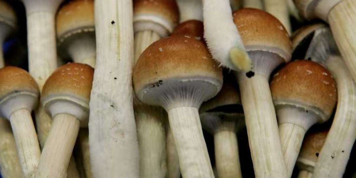 Buy Penis Envy Mushroom Online