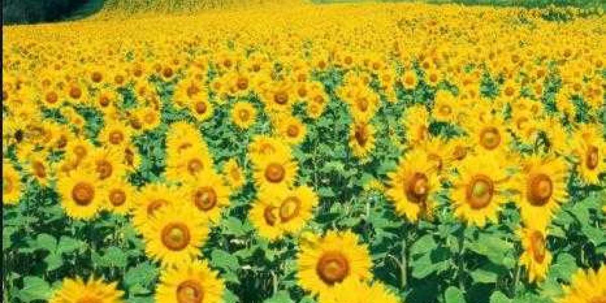 Crossing Miscellaneous (2)