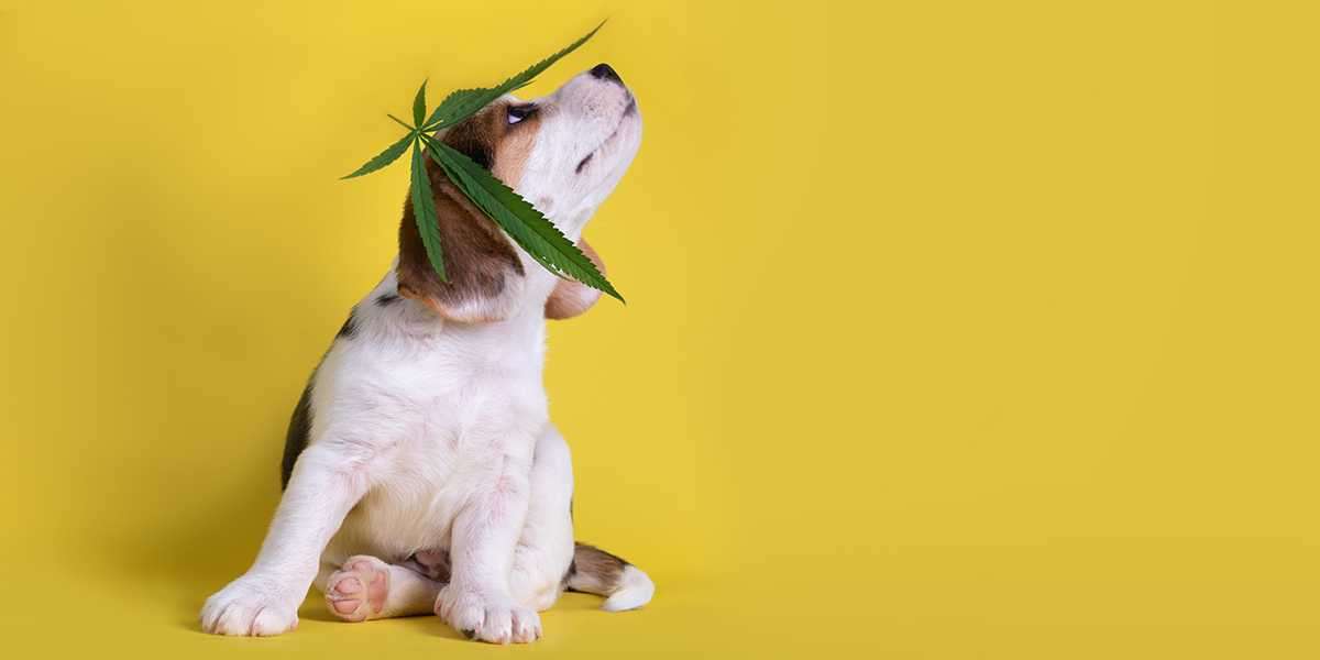 Are You Curious To Learn About CBD Oil For Dogs With Seizures