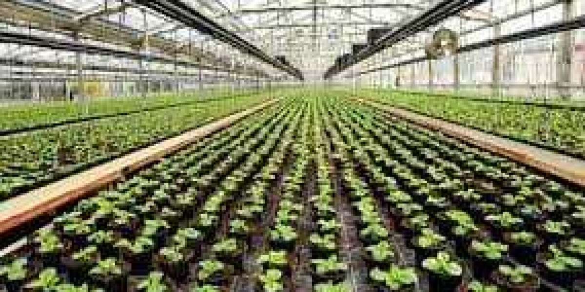 Commercial Greenhouse Market Is Estimated To Rise In The Near Future 2022 - 2028