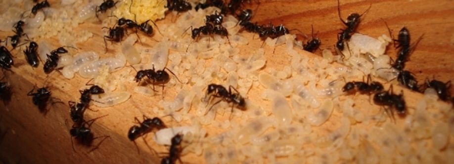 Ant Pest Control Melbourne Cover Image