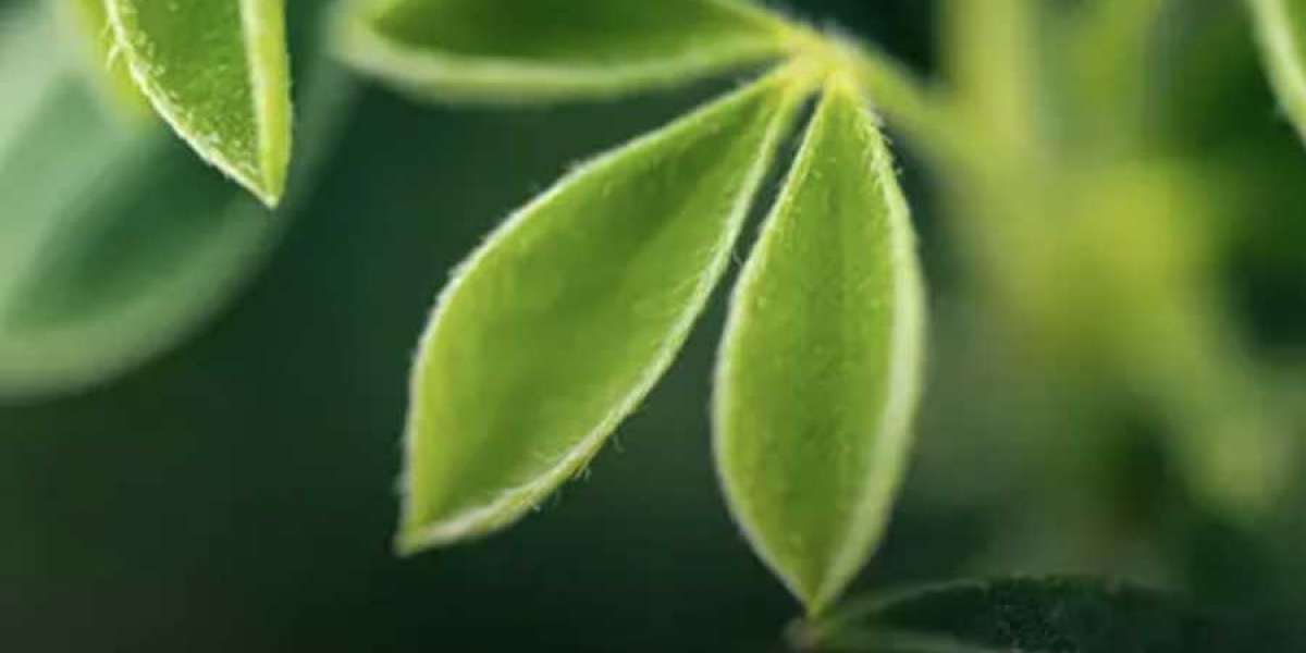 HOW LONG DO SOLAR PANELS LAST