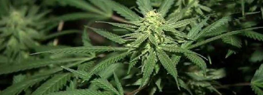 THC Near Me Cover Image