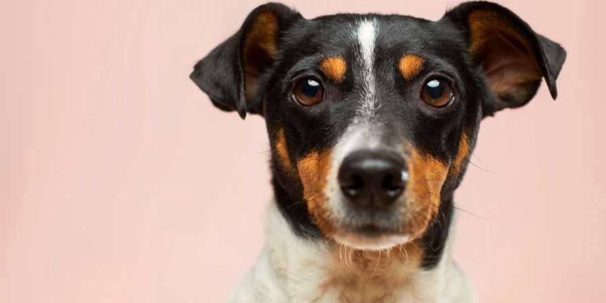 Frontier Airlines Pet Policy