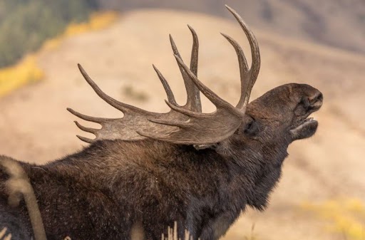 Moosegazete - All about the deer-like animal - TOP ONLINE GENERALS