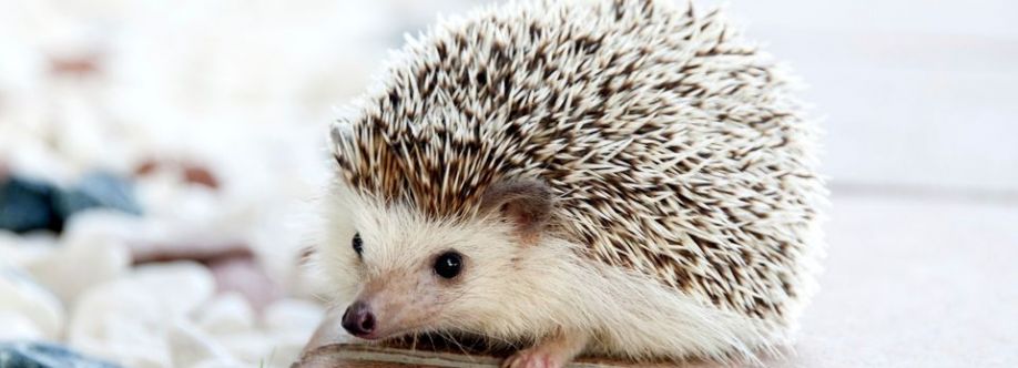 HEDGY LIFE Cover Image