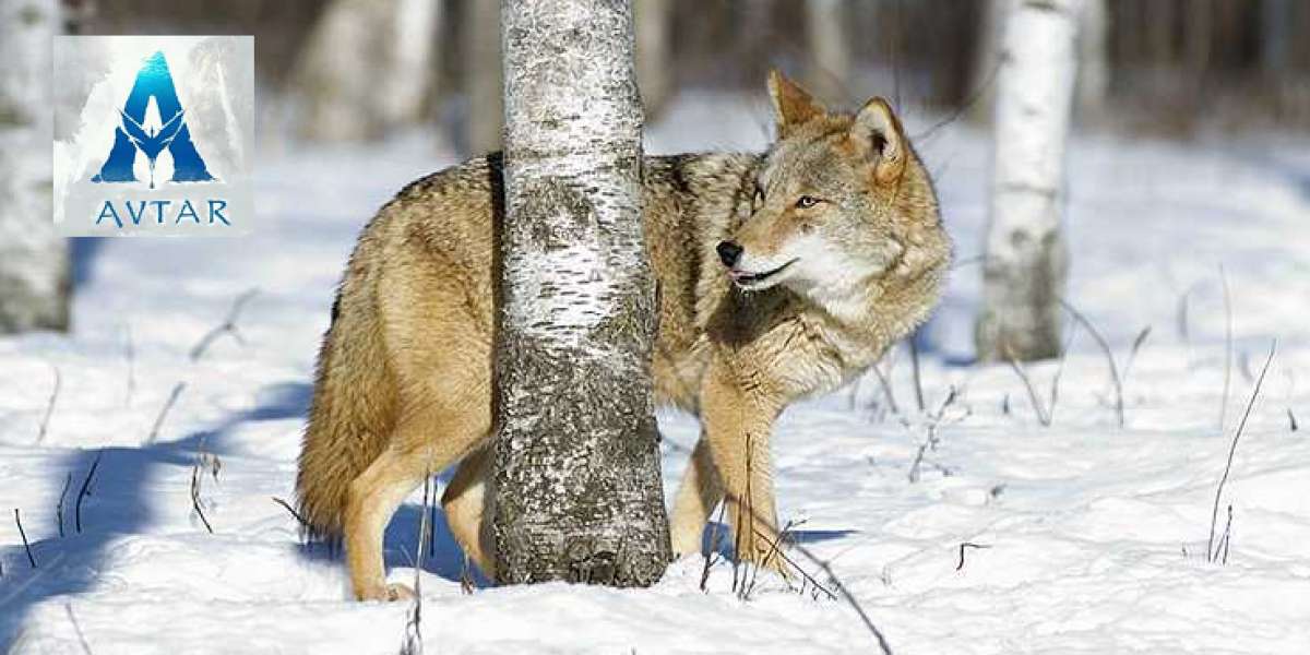 Equipment for hunting coyotes