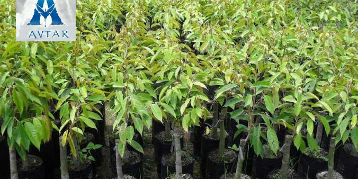 Đồng Thành Công tư vấn cách chọn cây giống hiệu quả nhất