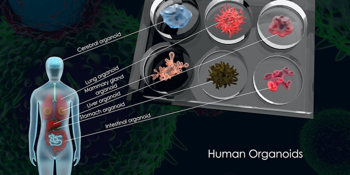 Exploring the Future of Biotechnology: The Growing Organoids Market