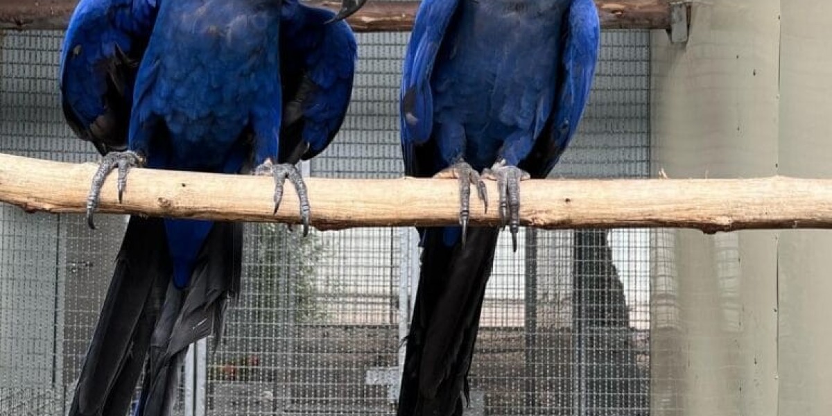 Macaw Purchase Tools To Improve Your Everyday Lifethe Only Macaw Purchase Trick That Everybody Should Learn