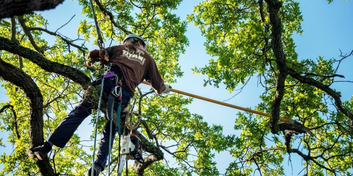 Affordable Tree Service Houston: Keeping Your Yard Beautiful and Safe