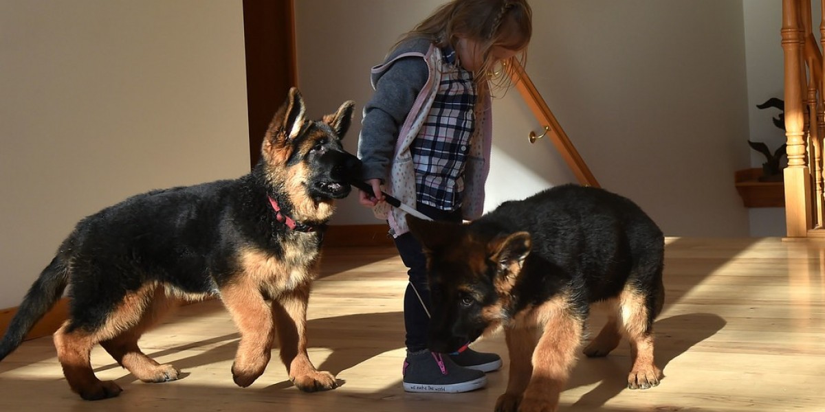 Deutscher Schäferhund Welpen Kaufen: Ein Leitfaden für zukünftige Hundeeltern