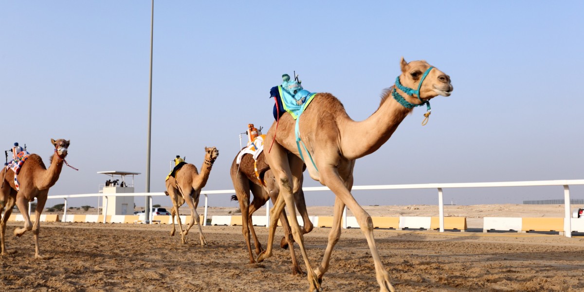 Camel Racing in Qatar: A Thrilling Tradition of Speed and Heritage