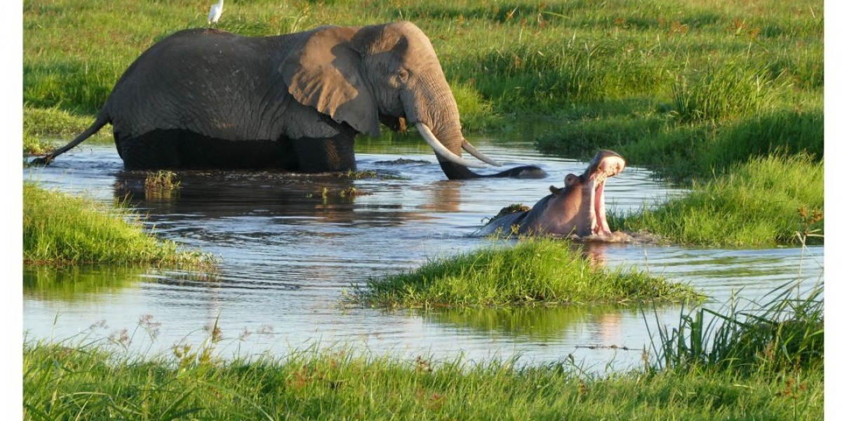 The Magic of Zambia Safaris – What to Expect on Your Journey