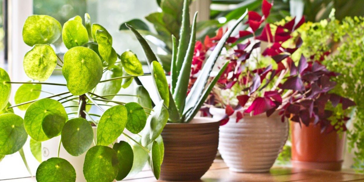 Buy Indoor Plants in Karachi – Best Online Plant Shops in Pakistan