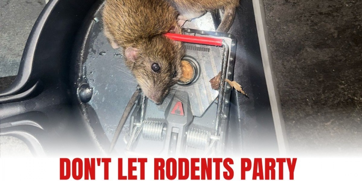 Wasp Nest Removal Belfast, Insect Pest Control & How to Get Rid of Mice Effectively