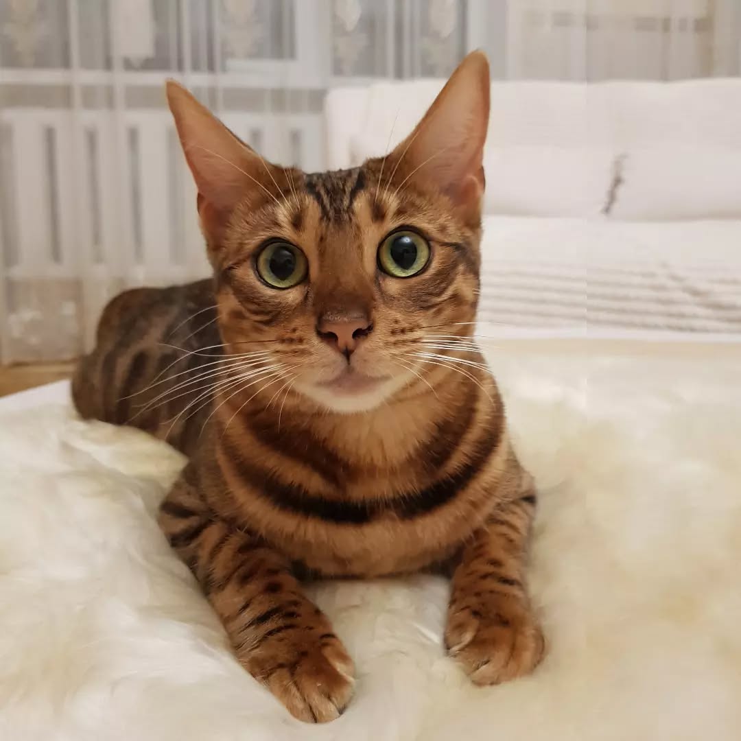 Whisker Wynk | Bengal Cat Breeder | Bengal Cats for Sale