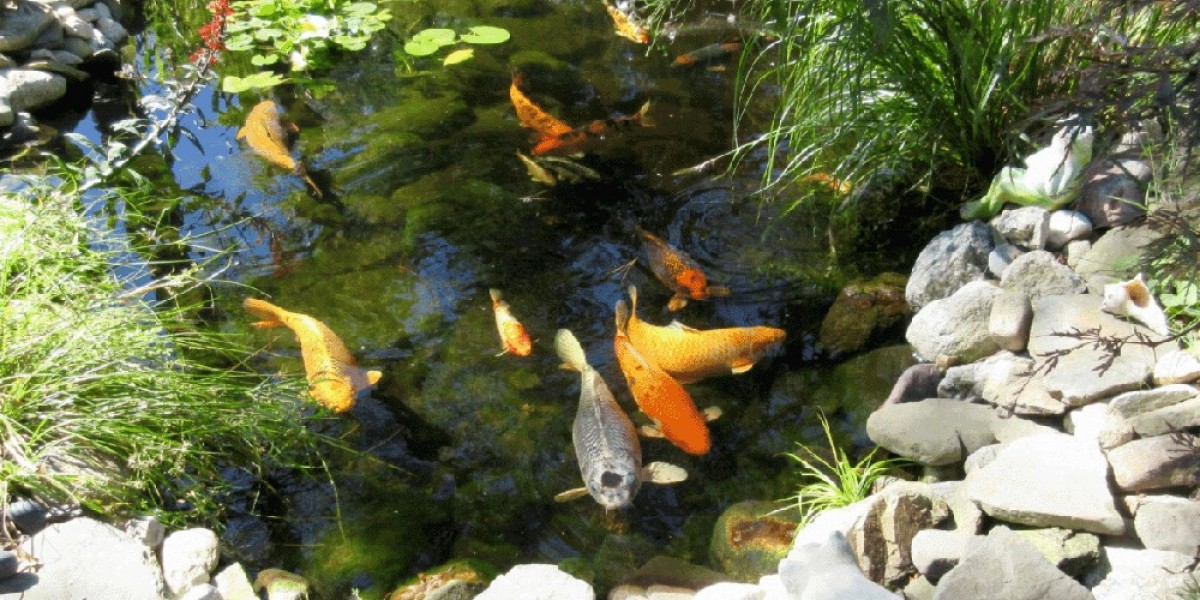 Building Strong Durable Koi Filter Pond System