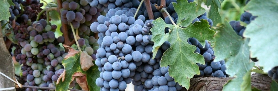 Red Dot Wine Cover Image