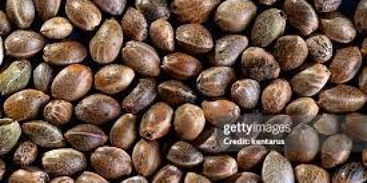 Marijuana Seeds: Your Complete Guide to Growing Quality Cannabis from the Ground Up