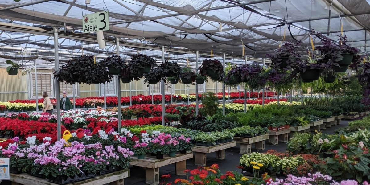 Buy Indoor Plants in Karachi – Freshness Delivered to Your Home