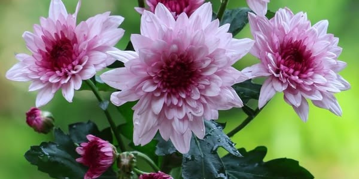 UDFAs Comprise Legitimate Have an affect on