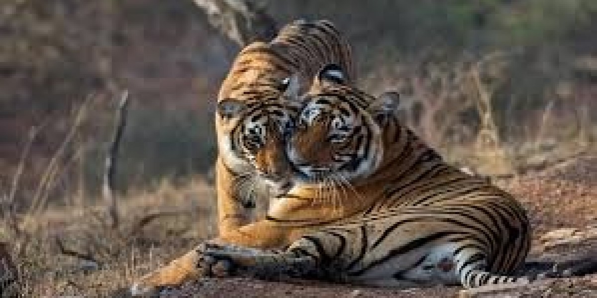 Golden Triangle Tour with Ranthambore – A Perfect Blend of Culture and Wildlife