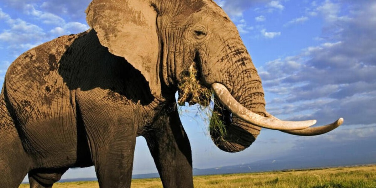 The Gentle Soul of Elephant Symbolism