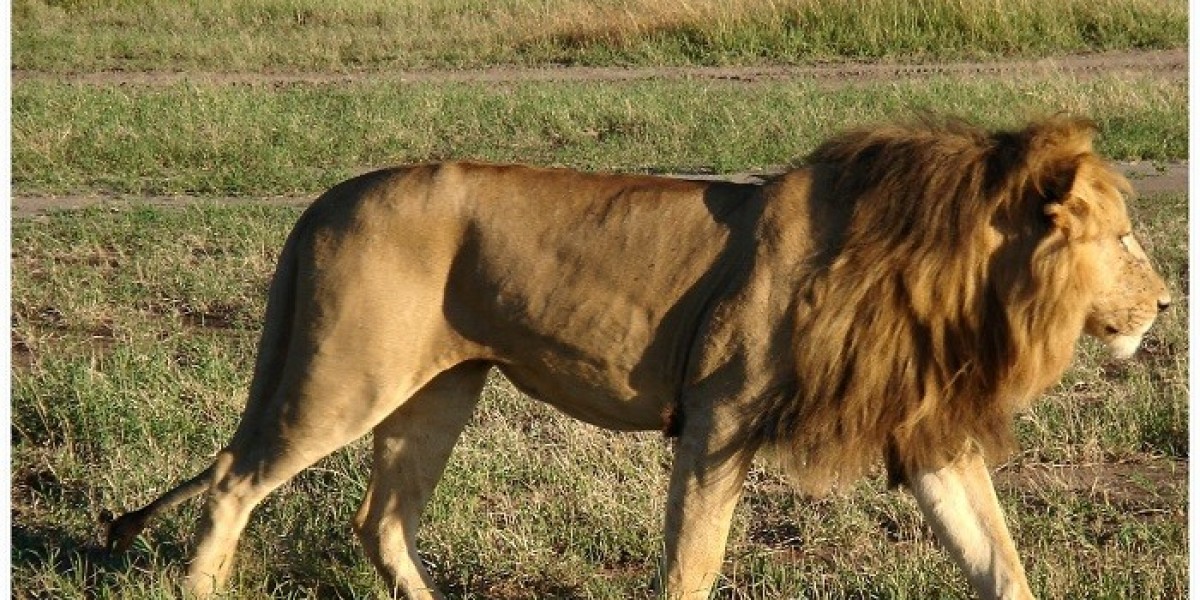 Lion Symbolism in Art, Myth, and Legend