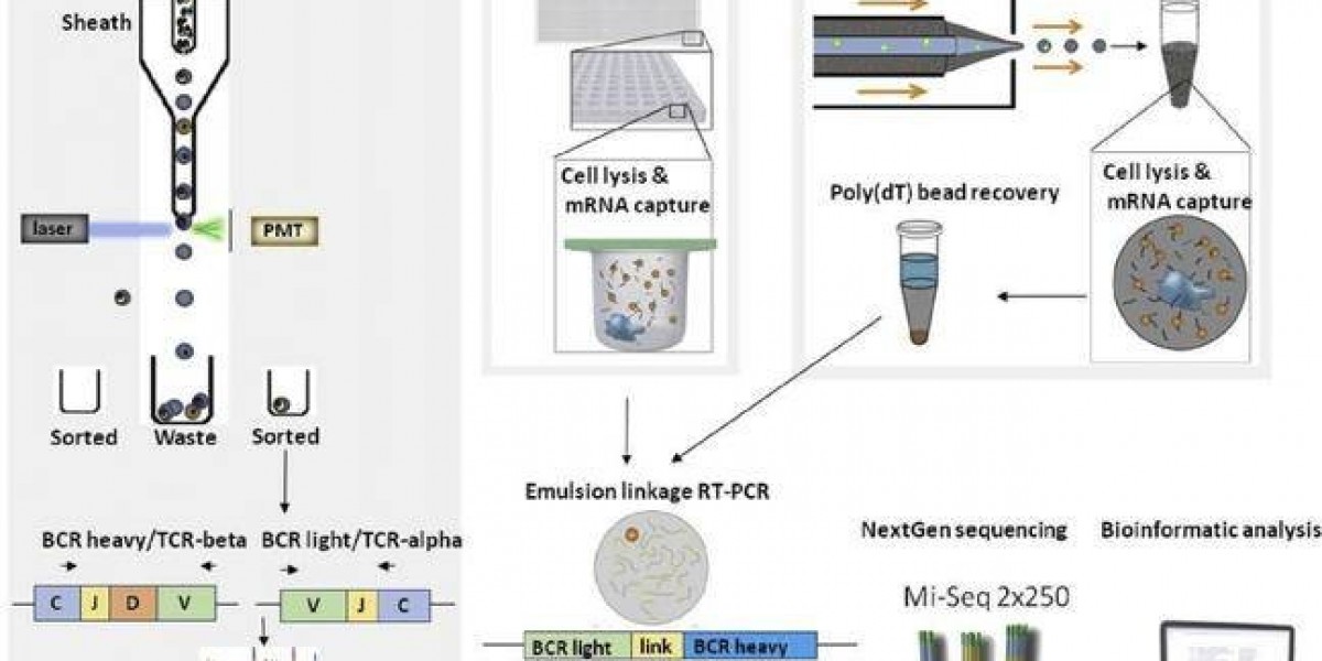 What is B-Cell Receptor Repertoire Sequencing?