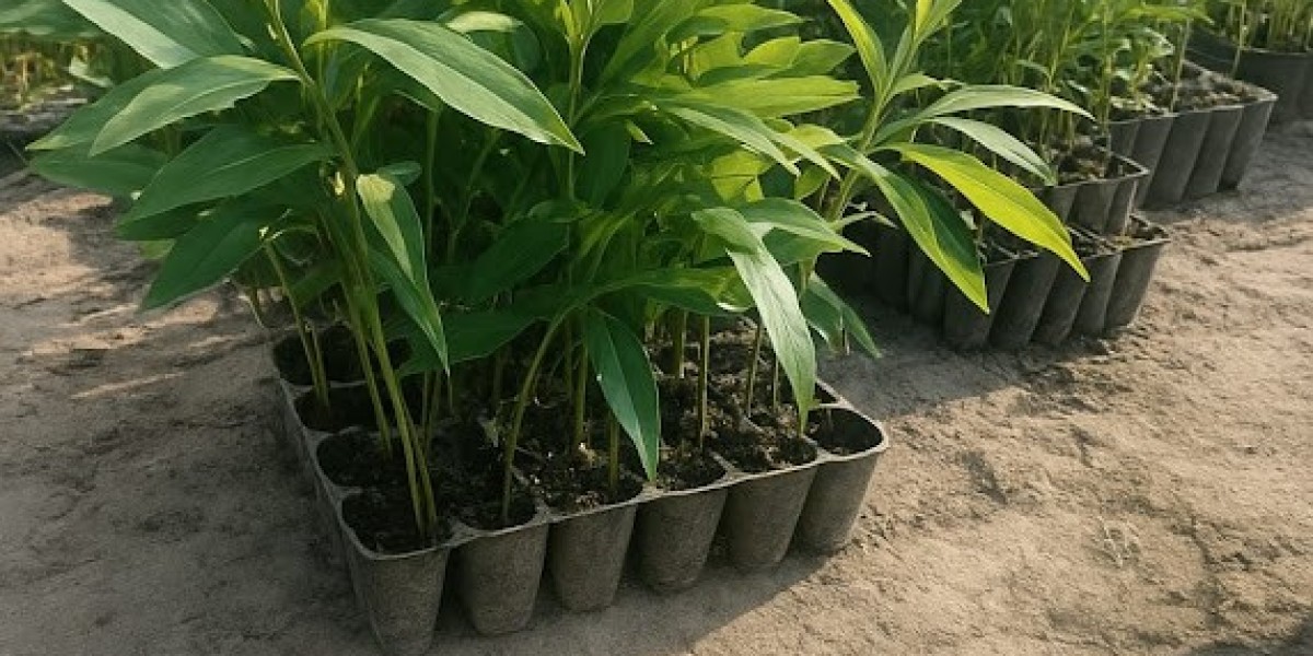 Clonal Plants: Driving Sustainable Forestry with Star Paper Mills