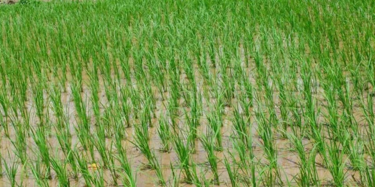 Monomehypo 5G in Okara: Affordable Pest Control Solutions for Rice Farmers