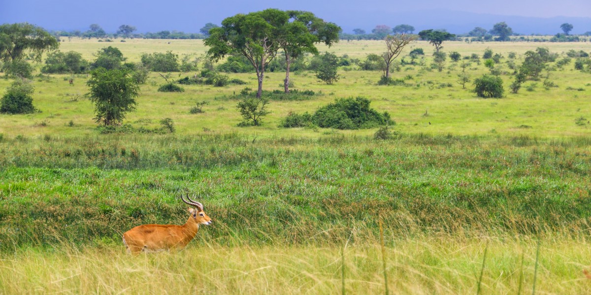 A Photographer's Guide to the Pearl of Africa: Gorilla Trekking and More