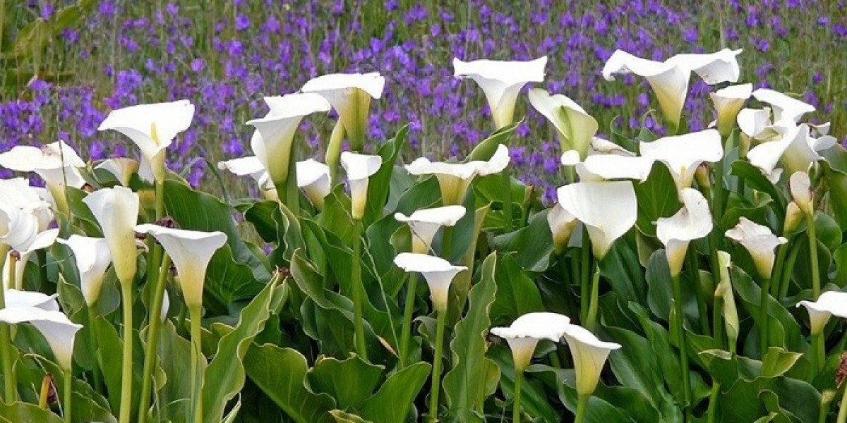 What Wisdom About Love Exists in Calla Lily Symbolism?