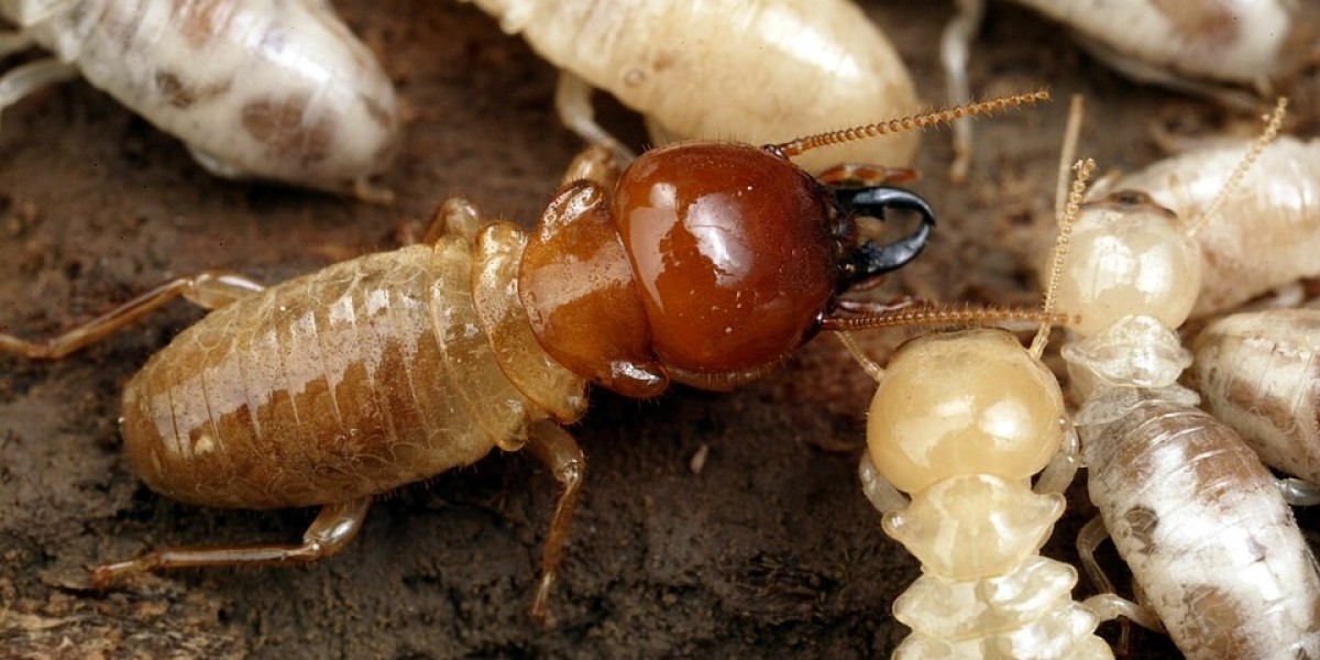 How Bronx Termite Treatments Protect Homes From Costly Structural Damage