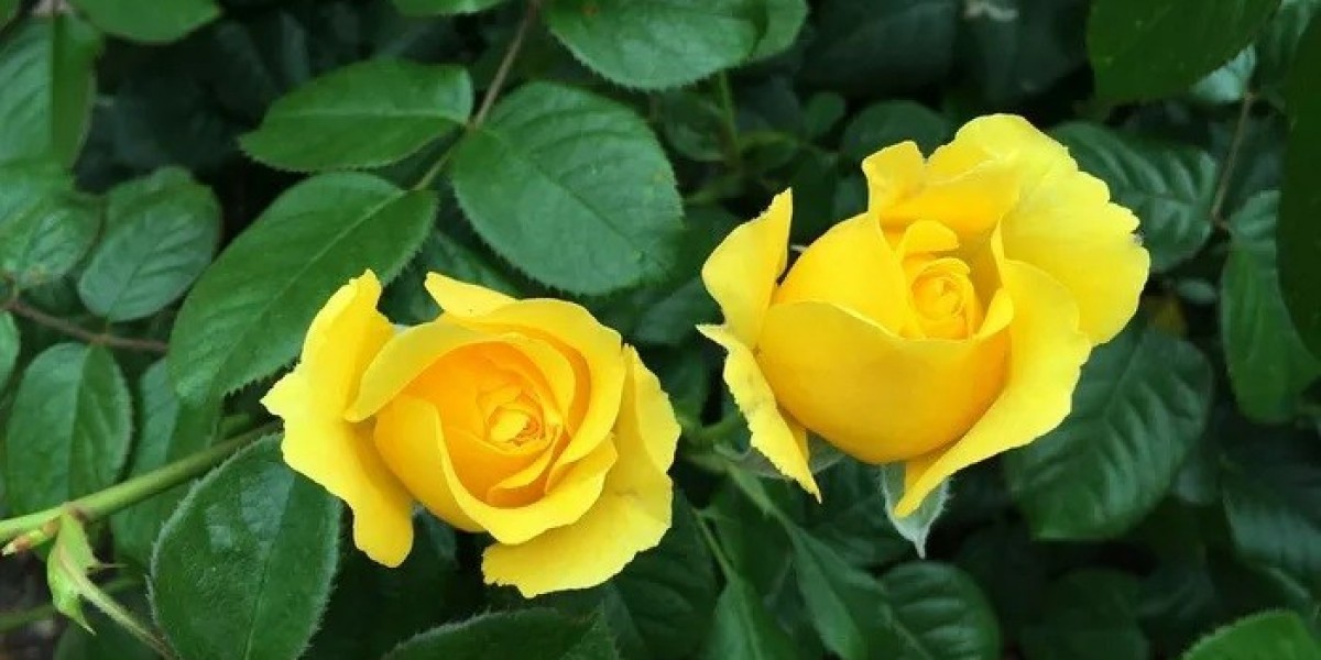 How Does Rose Symbolism Inspire Spiritual Growth?