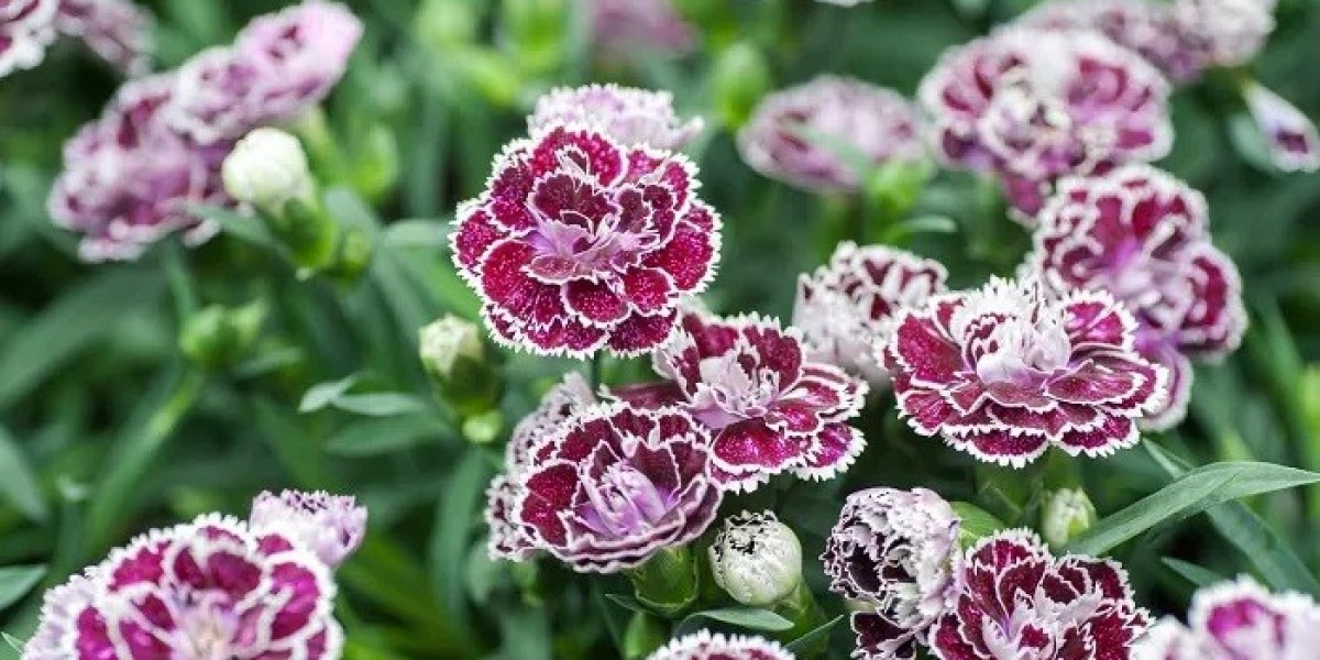 Standard Carnations Spiritual Meaning and Symbolism