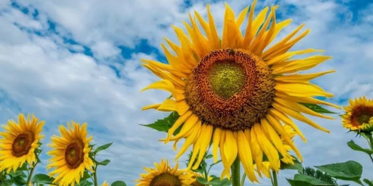 Giant Sunflower Spiritual Meaning and Symbolism