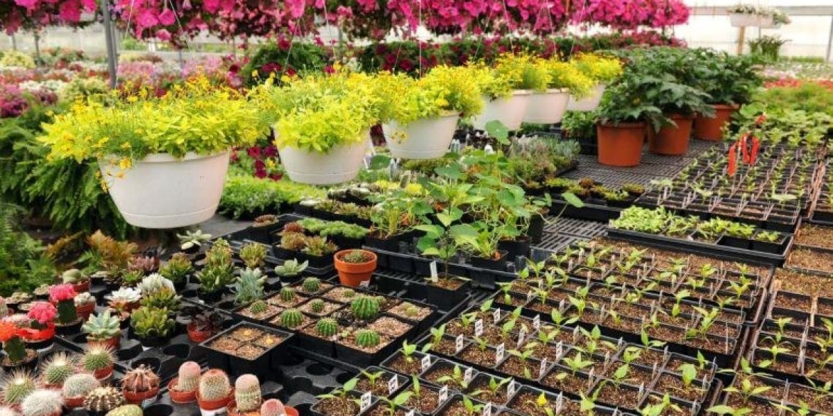 Buy Indoor Plants in Karachi – Bring Nature to Your Home