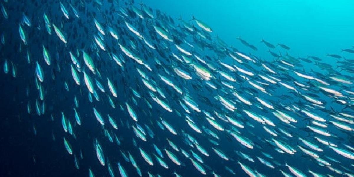 Fish Symbolism: Transformation and New Beginnings