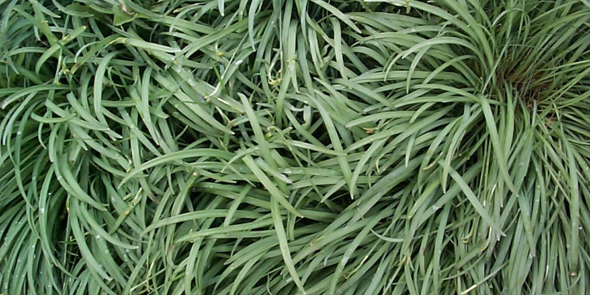 Wachstumshormonmangel (GHD)