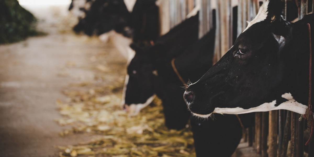 Animal Feed Supplements in India | Cow Vitamin Powder-Animax Healthcare