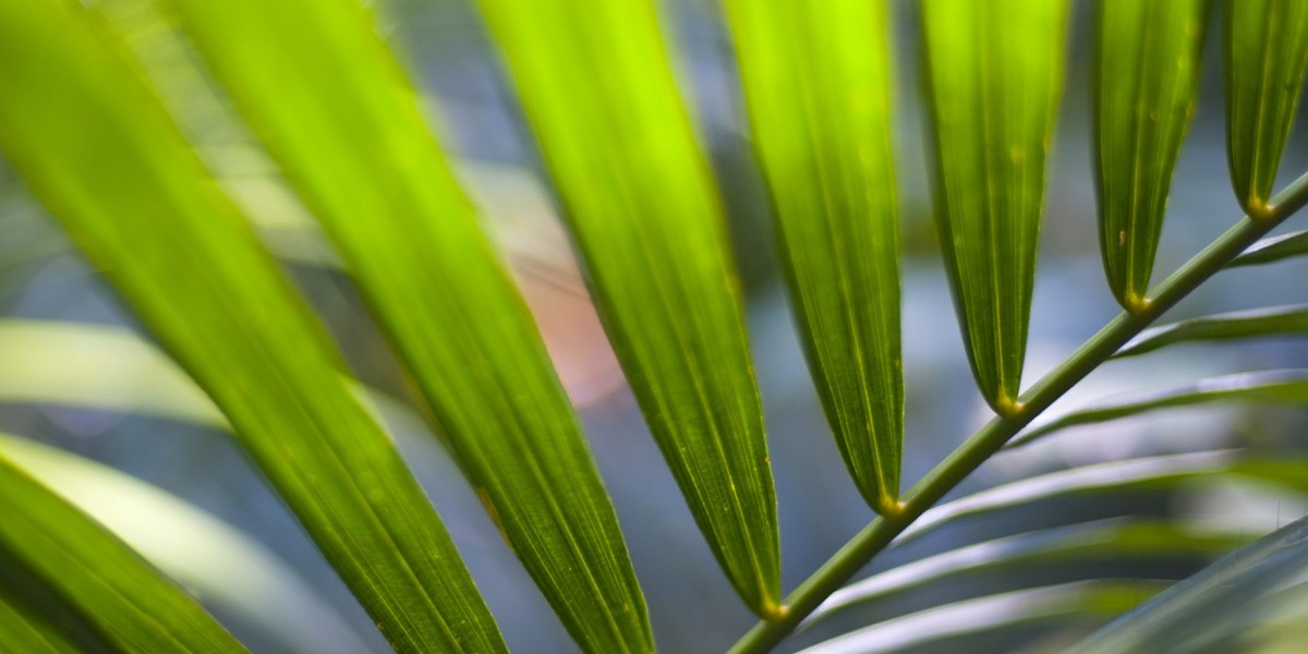 Insulin-Like Growth Factor 1 (IGF-1): Anwendungsgebiete, Nutzen und Dosierungshinweise